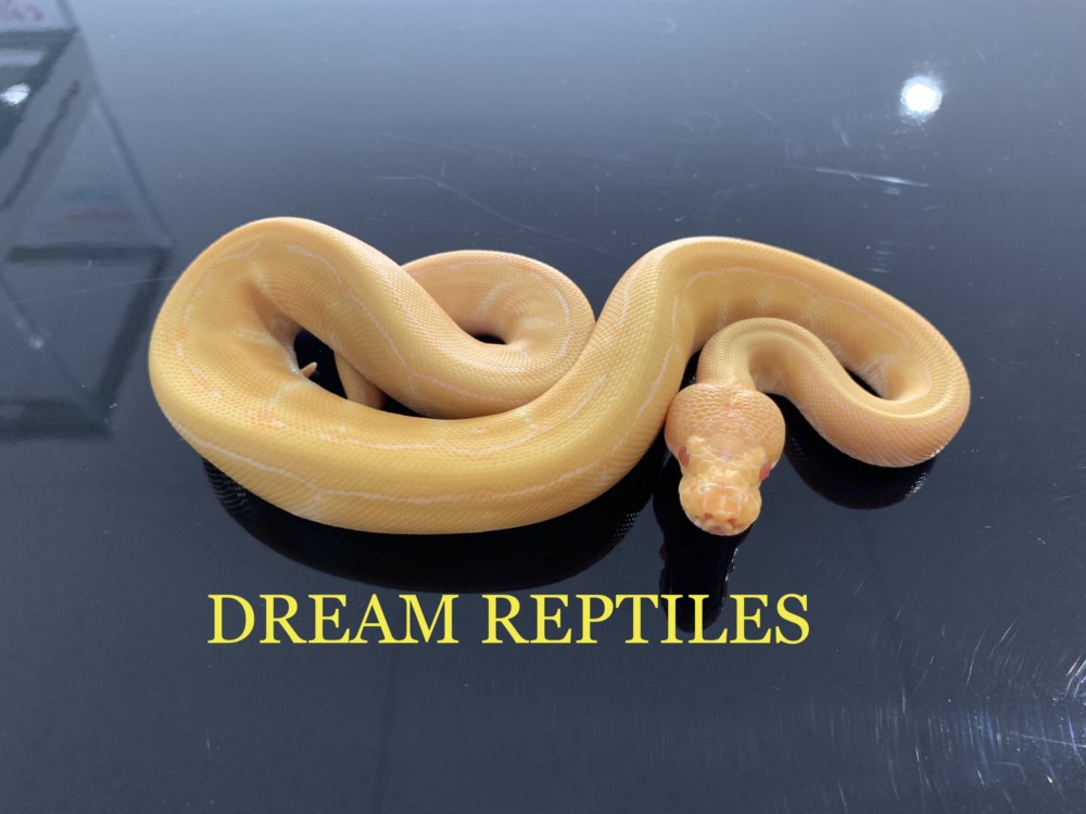 ボールパイソン アルビノピンストライプ Dream Reptiles 北陸最大級の珍獣 爬虫類専門店