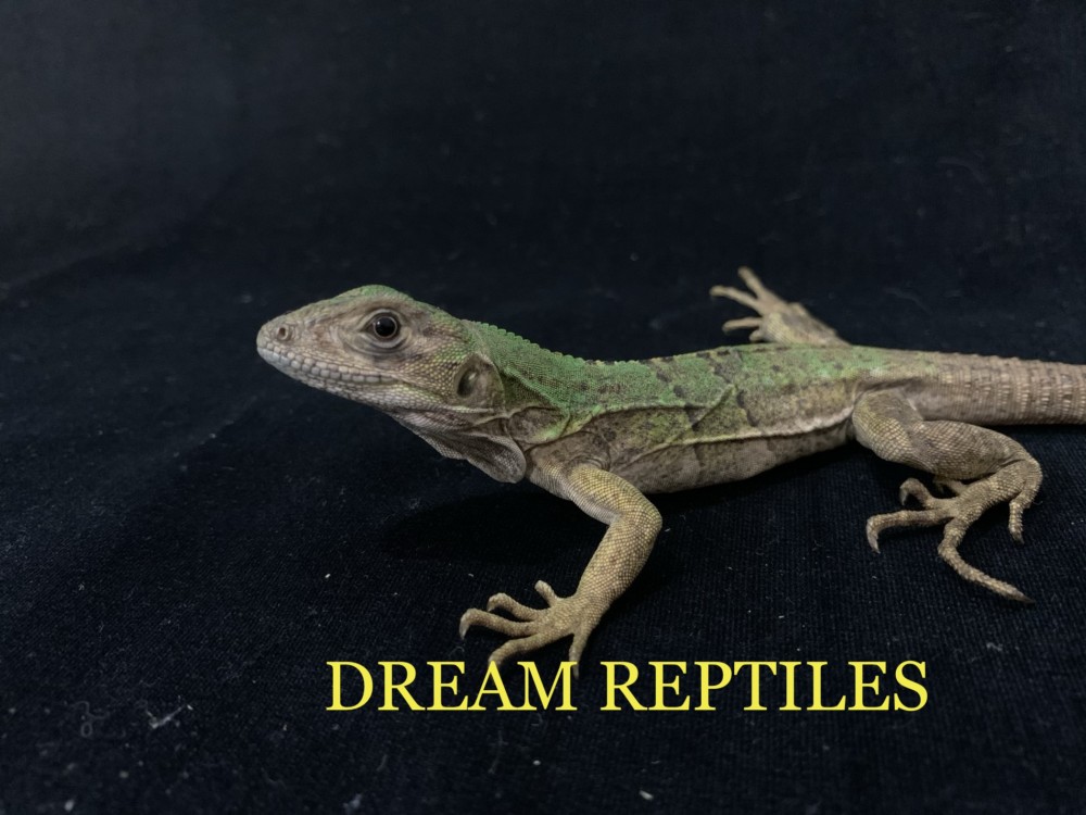 ツナギトゲオイグアナ Dream Reptiles 北陸最大級の珍獣 爬虫類専門店
