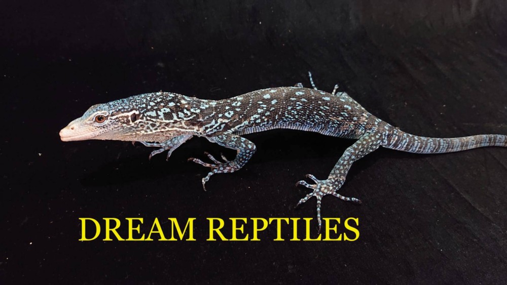 コバルトツリーモニター Dream Reptiles 北陸最大級の珍獣 爬虫類専門店