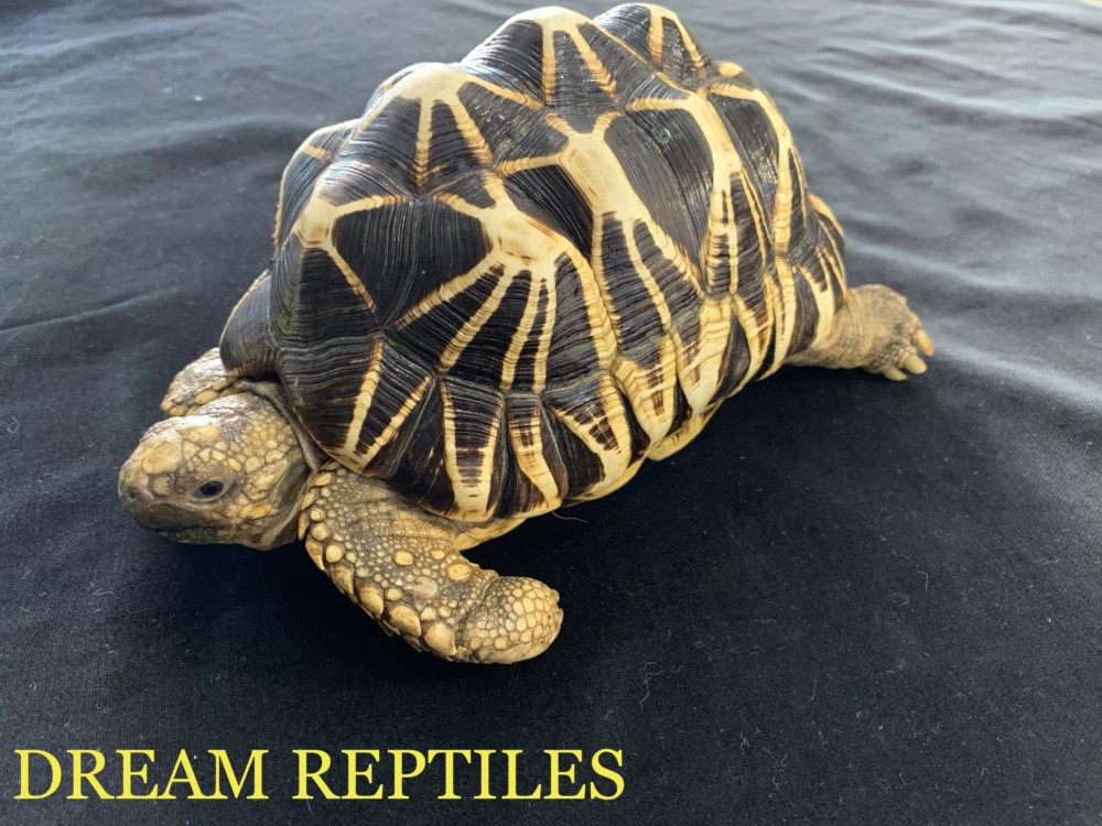 ビルマホシガメ Dream Reptiles 北陸最大級の珍獣 爬虫類専門店