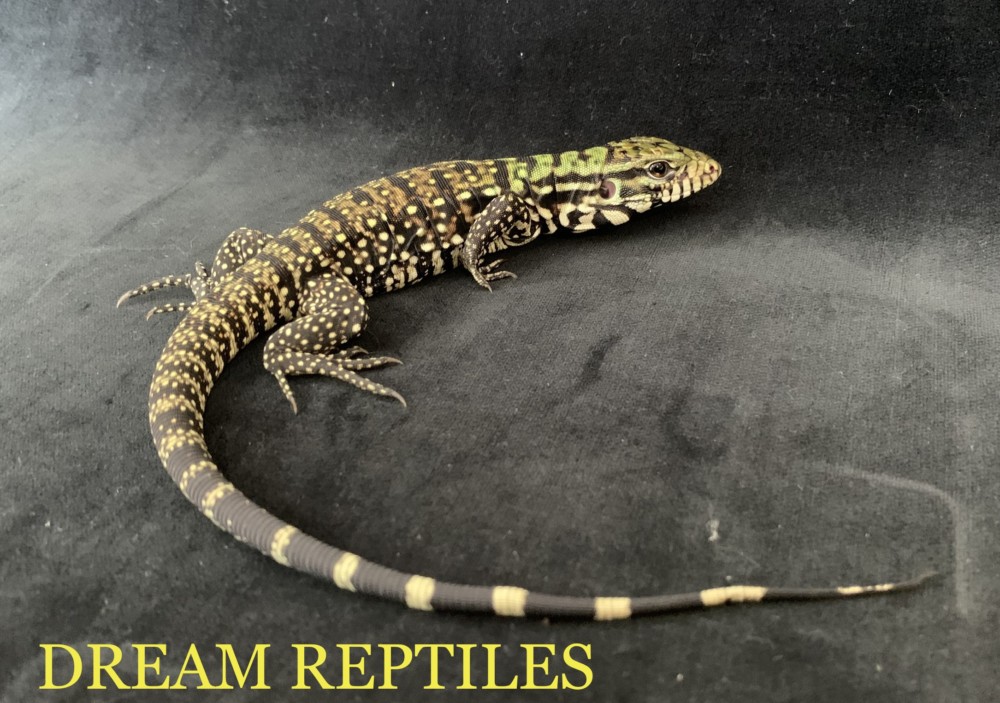 B&Wテグー | DREAM REPTILES - 北陸最大級の珍獣・爬虫類専門店