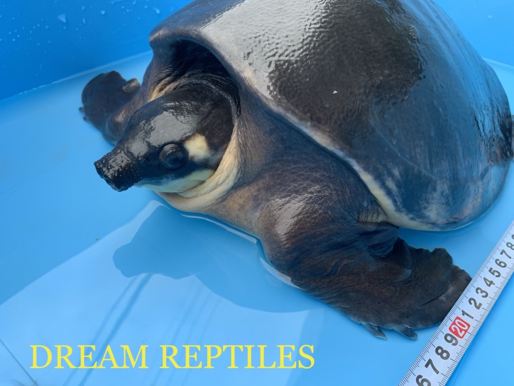 スッポンモドキ Dream Reptiles 北陸最大級の珍獣 爬虫類専門店