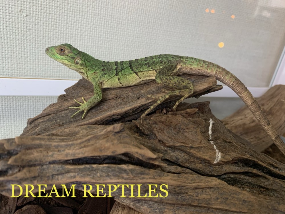 ツナギトゲオイグアナ Dream Reptiles 北陸最大級の珍獣 爬虫類専門店
