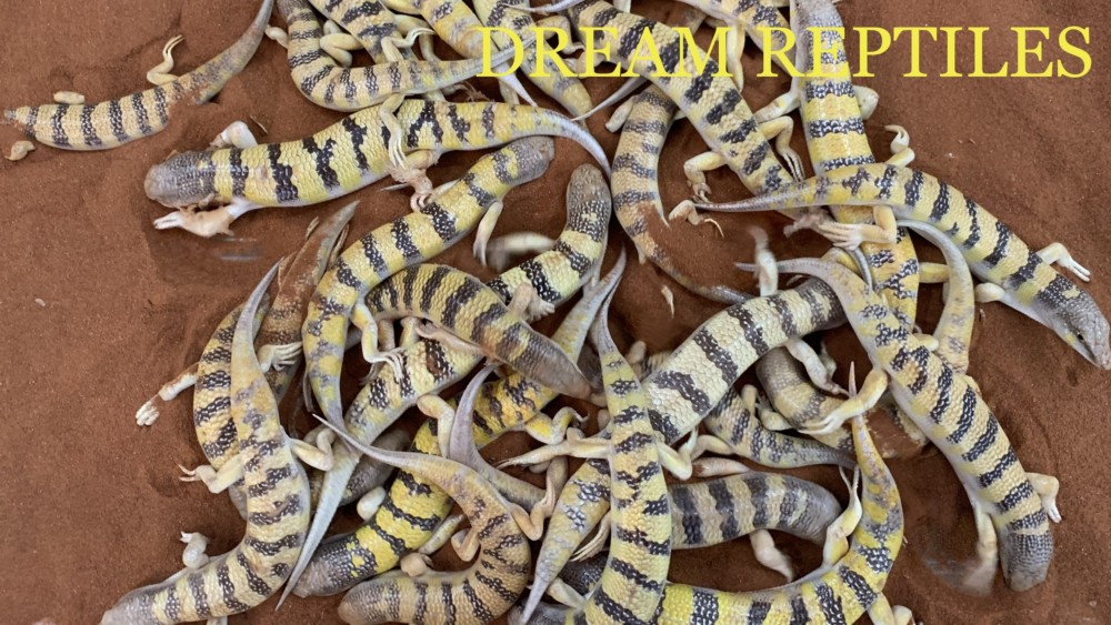 サンドフィッシュスキンク Dream Reptiles 北陸最大級の珍獣 爬虫類専門店