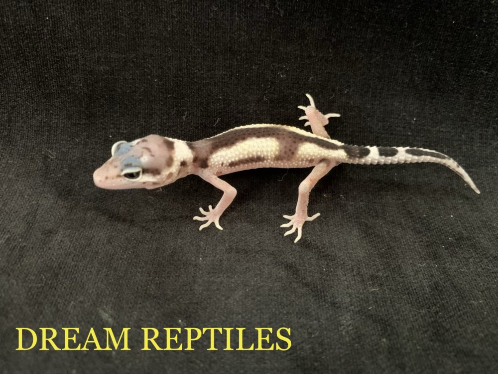 ヒョウモントカゲモドキ マックスノーエクリプスリバースストライプ | DREAM REPTILES - 北陸最大級の珍獣・爬虫類専門店