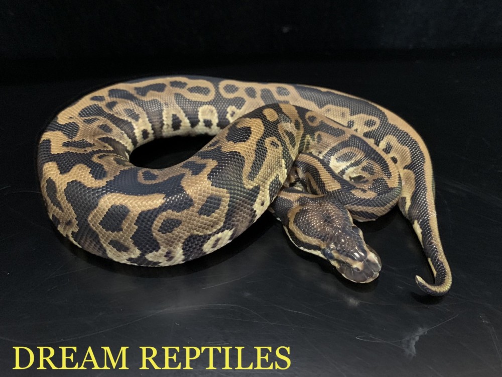 ボールパイソン レオパード Dream Reptiles 北陸最大級の珍獣 爬虫類専門店