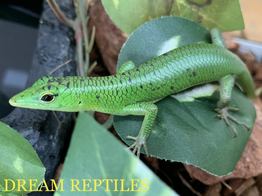 ミドリツヤトカゲ Dream Reptiles 北陸最大級の珍獣 爬虫類専門店