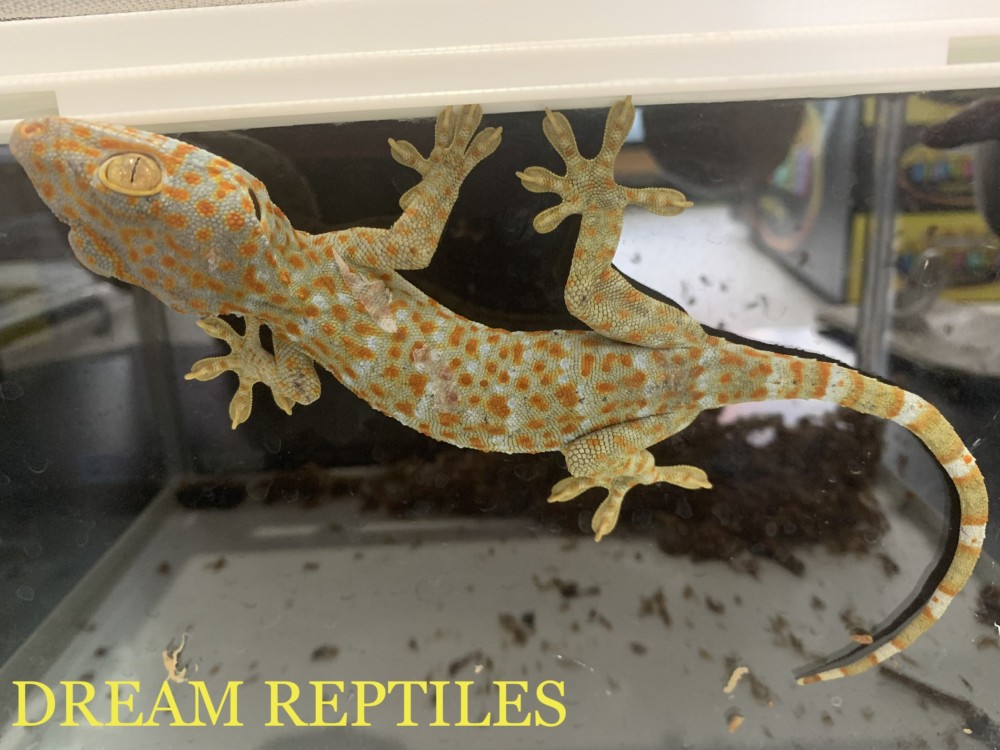 トッケイヤモリ | DREAM REPTILES - 北陸最大級の珍獣・爬虫類専門店
